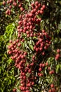 Lychees on tree