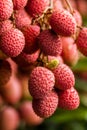 Lychees on tree