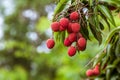 Lychees on tree