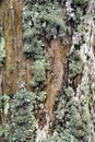 Lychens grow on bark of a tree. Royalty Free Stock Photo