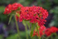 Lychnis Chalcedonica. Bright red Lychnis Chalcedonica flowers at the edge of the forest