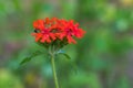 Bright red flowers of Lychnis chalcedony on a green background.