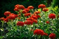 Lychnis Chalcedonica flowers