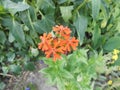 Lychnis chalcedonica is a species of flowering plant in the family Caryophyllaceae. Berlin, Germany