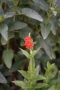 Lychnis chalcedonica, Maltese-cross, burning love, dusky salmon, flower of Bristol, Jerusalem cross.