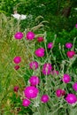 Lychnis Coronaria