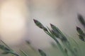 Lychnis Coronaria flower buds, selective focus.