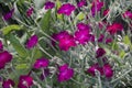 Lychnis coronaria. Pink mauve flowers with silvery stems and bright green leaves