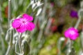 Lychnis Coronaria or Rose Campion