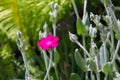 Lychnis coronaria syn. Silene coronaria in full bloom