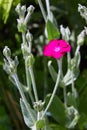 Lychnis coronaria syn. Silene coronaria in full bloom