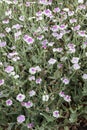 Lychnis coronaria var `oculata`