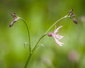 Lychnis flos-cuculi-Ragged Robin