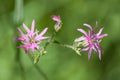 Lychnis flos-cuculi or ragged-robin pink widl flower plant detail natural Royalty Free Stock Photo