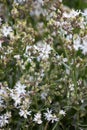 Lychnis flos cuculi, ragged robin plant Royalty Free Stock Photo