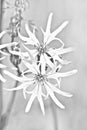 Lychnis flos-cuculi ragged robin pretty meadow flower with a star aspect with desaturated color remaining only the lines that