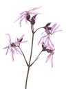 Lychnis flos-cuculi