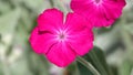 Lychnis flowers