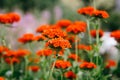 Lychnis flowers in flowering season