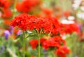 Lychnis flowers in flowering season