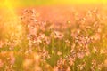 Lychnis at sunrise anstract background