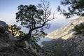 Lycian trail, Turkey, a lonely tree on a mountainside with a magnificent view of the sea Royalty Free Stock Photo