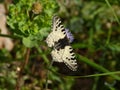 On the Lycian Way long-distance trail, Turkey: Eastern Festoon butterfly