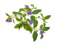 Lycianthes rantonnetii, the blue potato bush or Paraguay nightshade. Isolated on white background