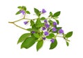 Lycianthes rantonnetii, the blue potato bush or Paraguay nightshade. Isolated on white background