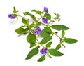 Lycianthes rantonnetii, the blue potato bush or Paraguay nightshade. Isolated on white background