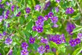 Lycianthes rantonnetii close up of flowers