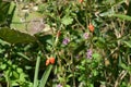 Lycium chinense ( Chinese matrimony vine Goji berry ) flowers and berries. Royalty Free Stock Photo