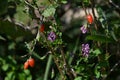 Lycium chinense ( Chinese matrimony vine Goji berry ) flowers and berries. Royalty Free Stock Photo