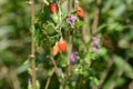 Lycium chinense ( Chinese matrimony vine Goji berry ) flowers and berries. Royalty Free Stock Photo
