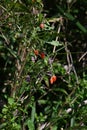 Lycium chinense ( Chinese matrimony vine Goji berry ) flowers and berries. Royalty Free Stock Photo