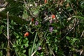 Lycium chinense ( Chinese matrimony vine Goji berry ) flowers and berries. Royalty Free Stock Photo