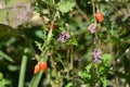 Lycium chinense ( Chinese matrimony vine Goji berry ) flowers and berries. Royalty Free Stock Photo