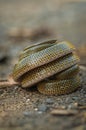 Lycodon Jara or Twin spotted Wolf snake seen at Mishmi Hills,Arunachal Pradesh,India Royalty Free Stock Photo