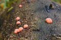 Lycogala epidendrum mushroom