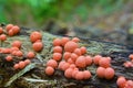 Lycogala epidendrum slime mold Royalty Free Stock Photo