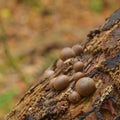 Lycogala epidendrum slime mold