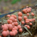 Lycogala epidendrum slime mold