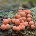 Lycogala epidendrum slime mold