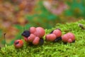 Lycogala epidendrum slime mold