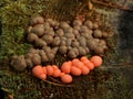 Lycogala epidendrum, Slime mold