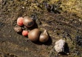 Lycogala epidendrum, slime mould, mold. Macro.