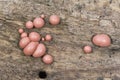 Lycogala epidendrum wolf`s milk Protista small orange or gray spore-filled pellets growing on dead wood