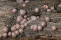 Lycogala epidendrum wolf`s milk Protista small orange or gray spore-filled pellets growing on dead wood Royalty Free Stock Photo