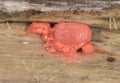 Lycogala epidendrum wolf`s milk Protista small orange or gray spore-filled pellets growing on dead wood Royalty Free Stock Photo