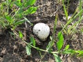 Lycoperdon. Mushroom cloak close-up in the forest grows on the ground in spring